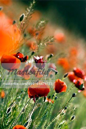 This beautiful photo, that called the red poppies of the meadow was taken on a joyful summer day.