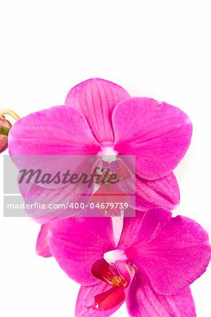 Pink Orchid Isolated on white