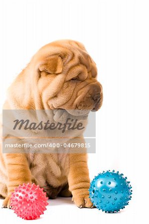 Funny sharpei puppy isolated on white background