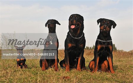 three guard dogs and pinsher are sitting in a field