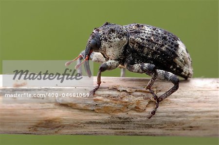 Hairy long-nosed beetle carefully climbs a long stick