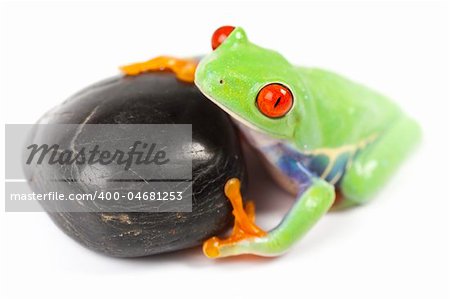 Macro of red eyed tree frog sitting on stone