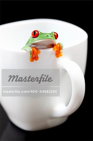 Red eyed tree frog sitting on cup