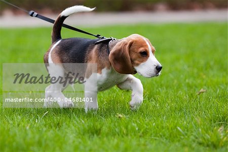 Beagle dog on the scent. Green grass.