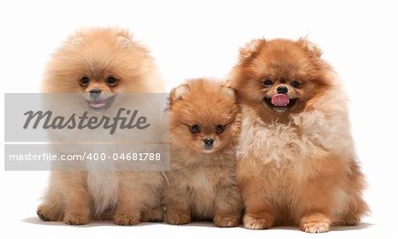 Three sitting pomeranian spitz; isolated on the white background