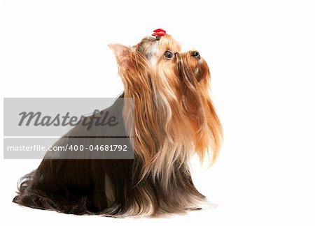 A sitting yorkshire terrier is looking up; isolated on the white background