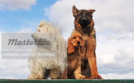 three dogs and puppies sitting on a table