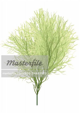 bushy green tree, vector