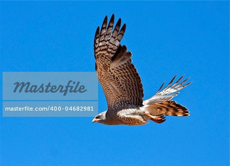 Southern Pale Chanting Goshawk flying against a blue sky, hunting for prey