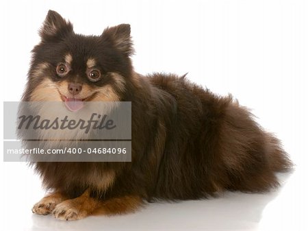 black and tan pomeranian puppy laying down - seven months old