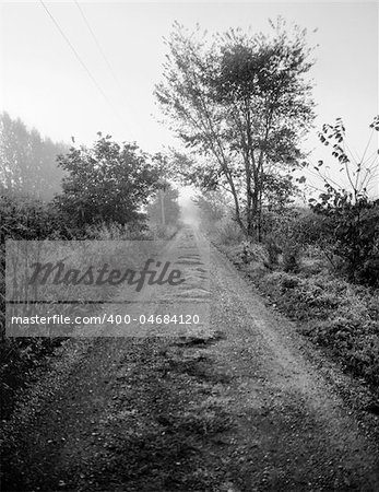 Formal country road, shot as an infinite perspective.