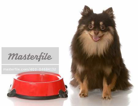 brown and tan pomeranian sitting beside food dish waiting to be fed