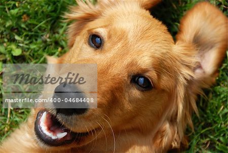 golden retriever young dog portrait diagonal closeup