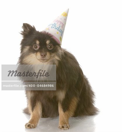 brown and tan pomeranian wearing a happy birthday hat with reflection on white background