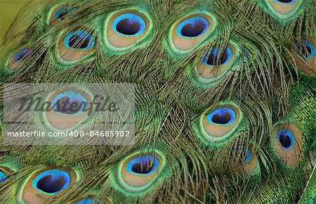 Close up of a Peacocks tail feathers