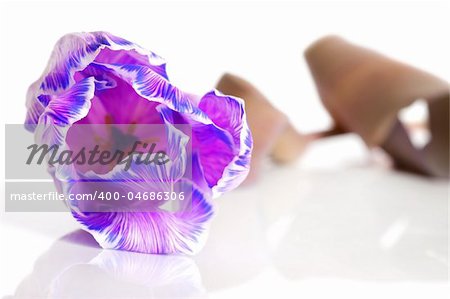 Violet tulip isolated on white background