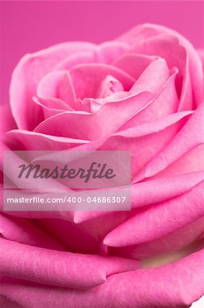 pink rose on magenta background