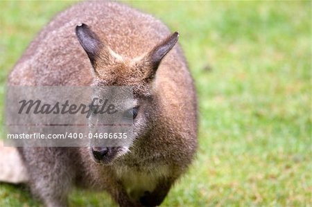 photo of a cute wild Kangaroo in the park