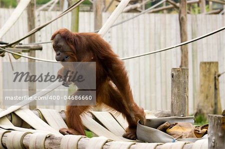 photo of a wild red cute orangutan monkey