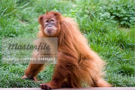 photo of a wild red cute orangutan monkey