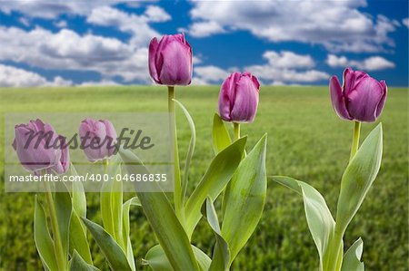 Beautiful Purple Tulips Over Empty Grass Field and Sky with Clouds.