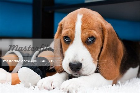 Small cute puppy with toys. Beagle breed