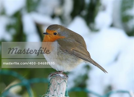 Portrait of a Robin