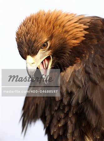 Portrait of a Golden Eagle