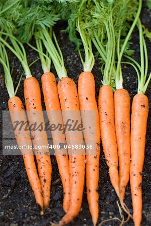 a row of carrots fresh from the garden