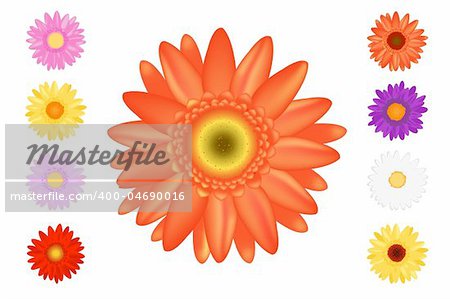 Vector Spring Daisies, Isolated On White