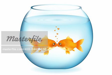 Two Goldfishes Kissing In Aquarium, Isolated On White
