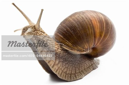Funny snail on a white background