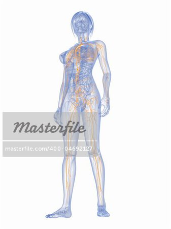 3d rendered illustration of a female anatomy with highlighted lymphatic