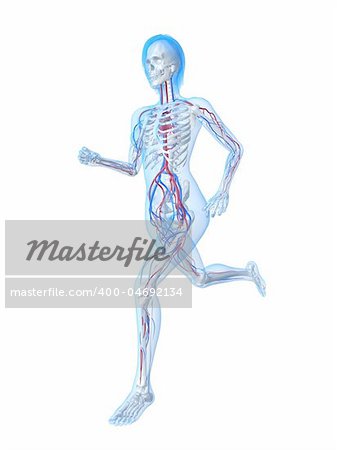 3d rendered illustration of female skeleton with vascular system