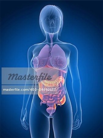 3d rendered illustration of a female anatomy with highlighted colon