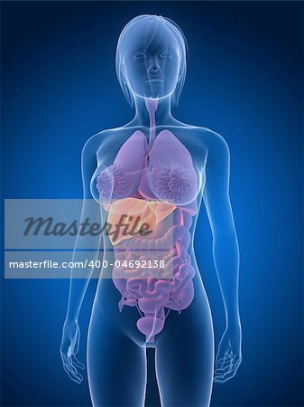 3d rendered illustration of a female anatomy with highlighted liver