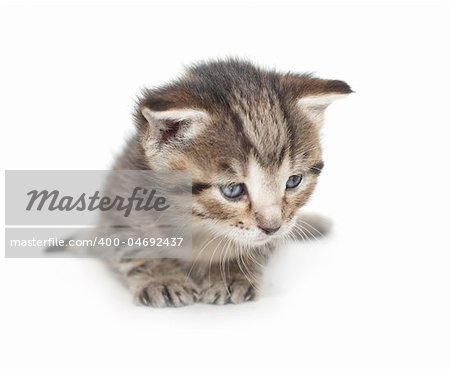 Little two week kitten on white background