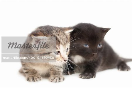 Striped and black little kittens on white background