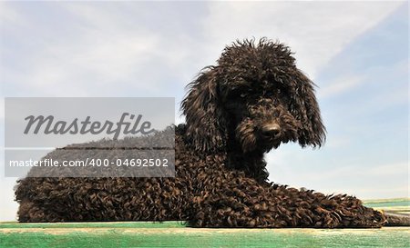 black little purebred poodle laid down on a green table