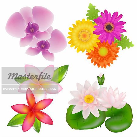 Set Of Flowers (Orchid, Frangipani, Lotus, Gerber) With Leaves, Isolated On White