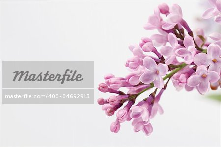 Beautiful fragrant purple lilac on white background