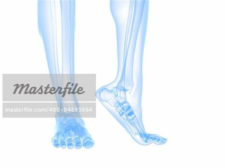 3d rendered illustration of transparent foots with healthy ankles