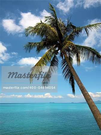 Palm on a tropical beach