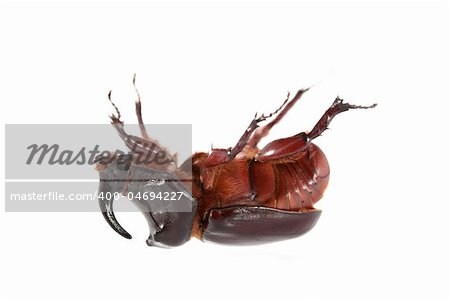 Rhinoceros beetle on a white background