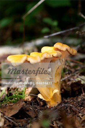 Chanterelle, girolle, Cantharellus cibarius, amongst leaf litter.