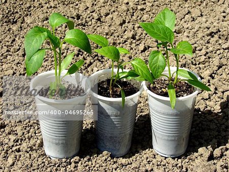 pepper seedlings in plastic cups