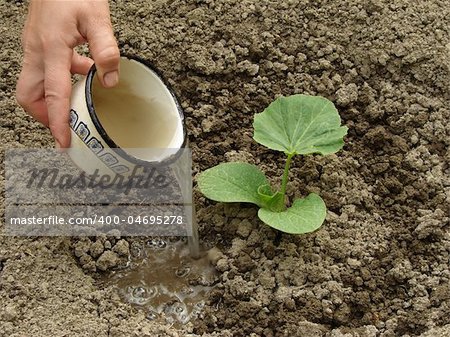 hand watering young pumpkin seedling