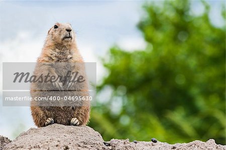 Prairie dog standing watchful on top of burrow