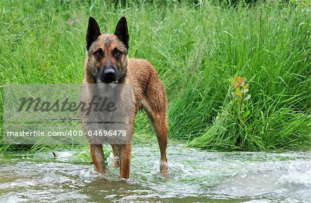 purebred belgian sheepdog malinois in a river