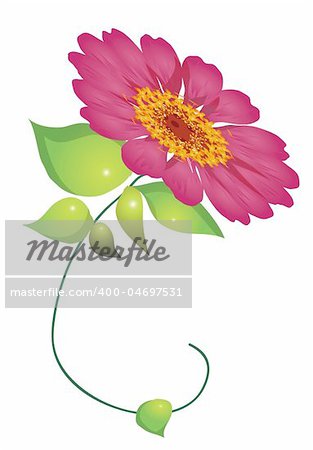 illustration drawing of a red daisy flower with leaves in white background